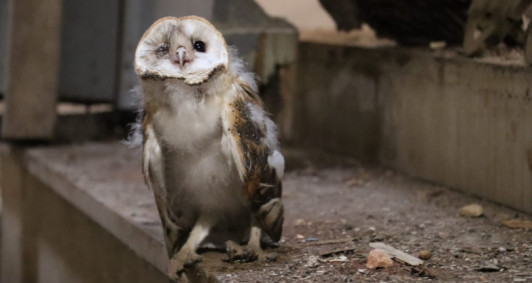 Coruja foi encontrada debilitada (Foto: Genilson Pessanha)