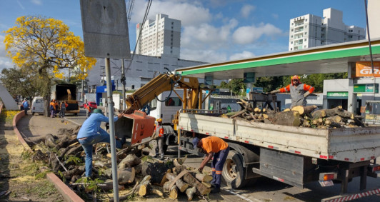 Equipes fazem a remoção da árvore 