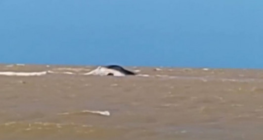 Baleia encalhada na praia de Guaxindiba