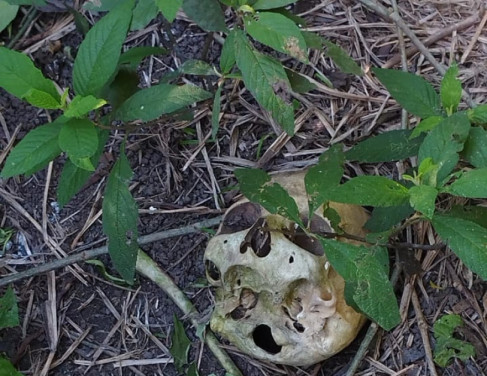 Ossada humana encontrada em Travessão 