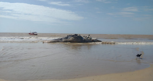 Baleia chegou a faixa de areia na noite dessa quarta