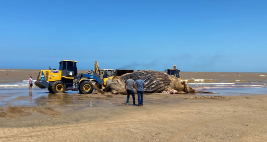 Baleia em processo para ser enterrada na tarde desta quinta-feira (21)