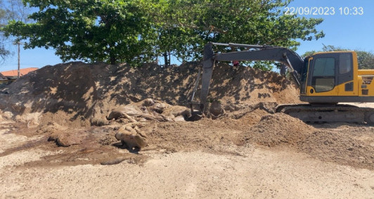 Corpo de baleia  enterrado 