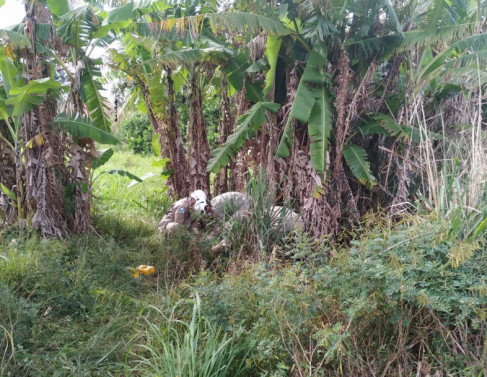 Vtimas sendo socorridas aps assalto 