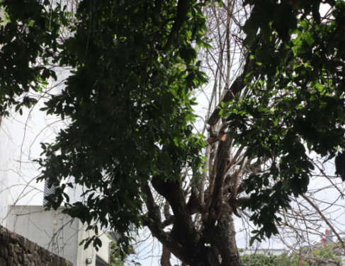 rvore com galhos roando em fios no Centro de Campos