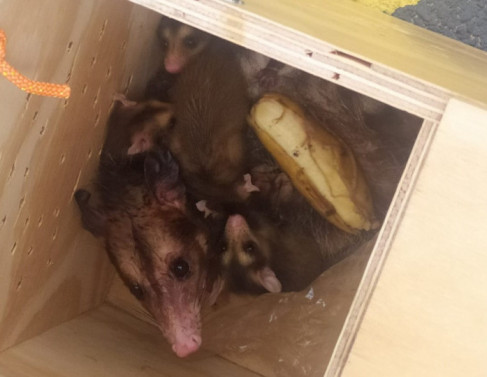 Animais silvestres s�o resgatados no Heliporto Farol