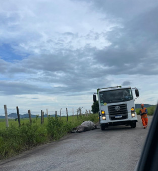 Animais foram recolhidos