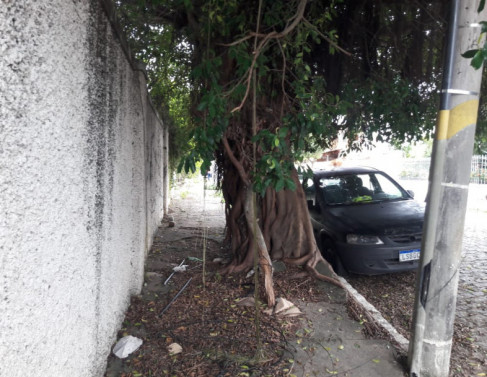 Árvore na rua Edmundo Chagas, no Centro de Campos