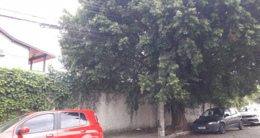 rvore que ser abatida na rua Edmundo Chagas, no centro de Campos