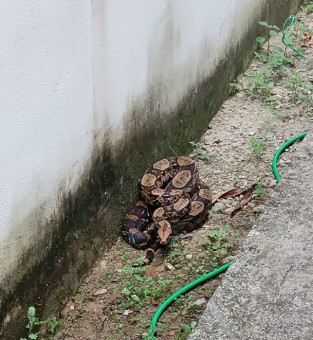 Cobra foi resgatada na Penha