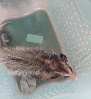 Resgates aconteceram em três dias