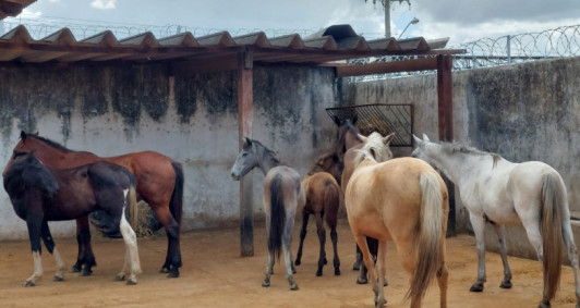 Mais de 40 animais soltos são apreendidos nos primeiros meses do ano em Campos