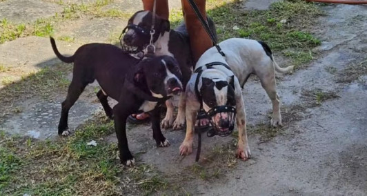 Cachorros pitbulls que atacaram escritora em Saquarema