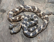 Espécie fotografada no Kansas-EUA