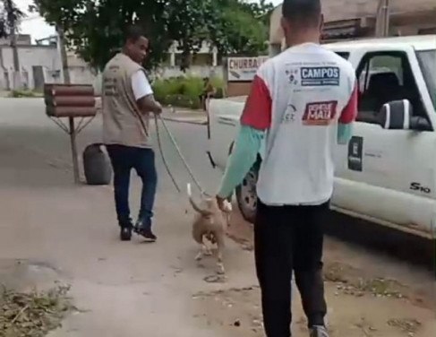 Animal sendo resgatado pelo CCZ