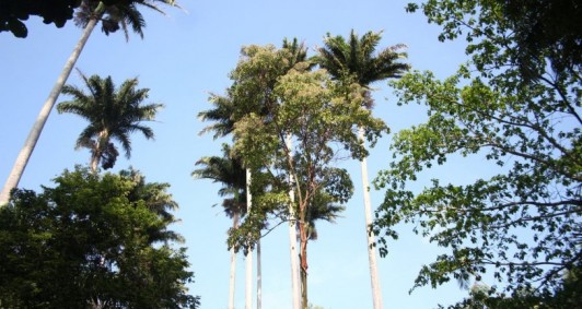 Horto Municipal (Foto: Rodrigo Silveira)