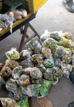 Drogas foram encontradas dentro de trailer 