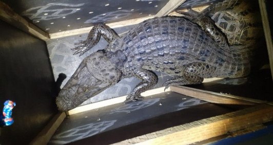 De janeiro a julho foram 475 resgates 