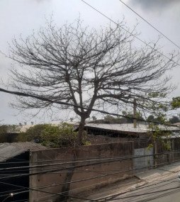 Árvore seca com apenas algumas folhas de um lado