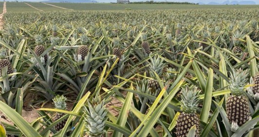 Atuao da Agricultura