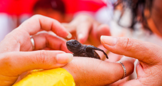 Foto: Divulga��o