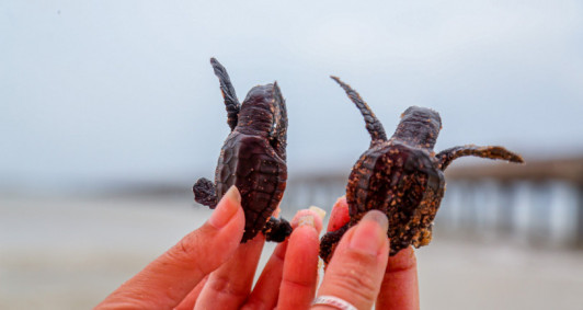 Foto: Divulga��o