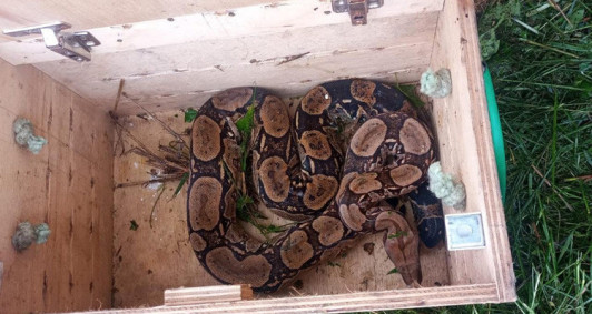 Jiboia est&aacute; entre os animais silvestres encontrados em Campos