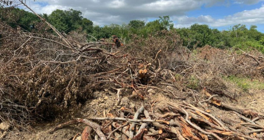 Pol&iacute;cia Ambiental flagra desmatamento em &aacute;rea de 5 mil m&sup2; em Campos