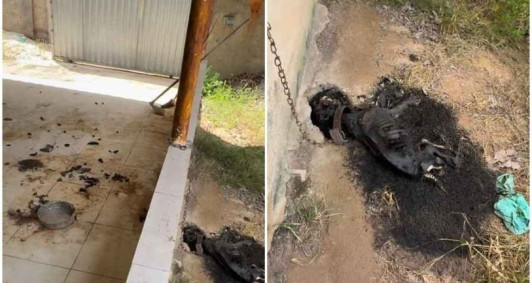 Den&uacute;ncia de maus-tratos ap&oacute;s cachorro ser encontrado morto em S&atilde;o Francisco de Itabapoana 