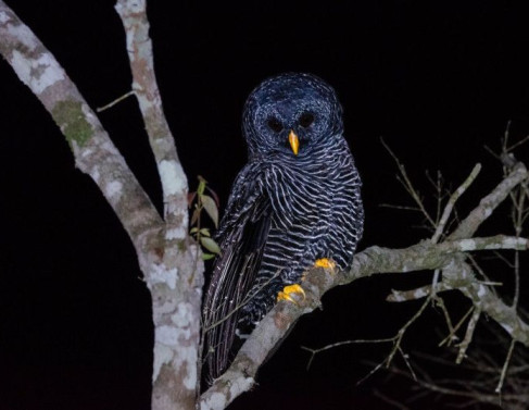 Coruja preta observada no Parque do Desengano, em S&atilde;o Fid&eacute;lis