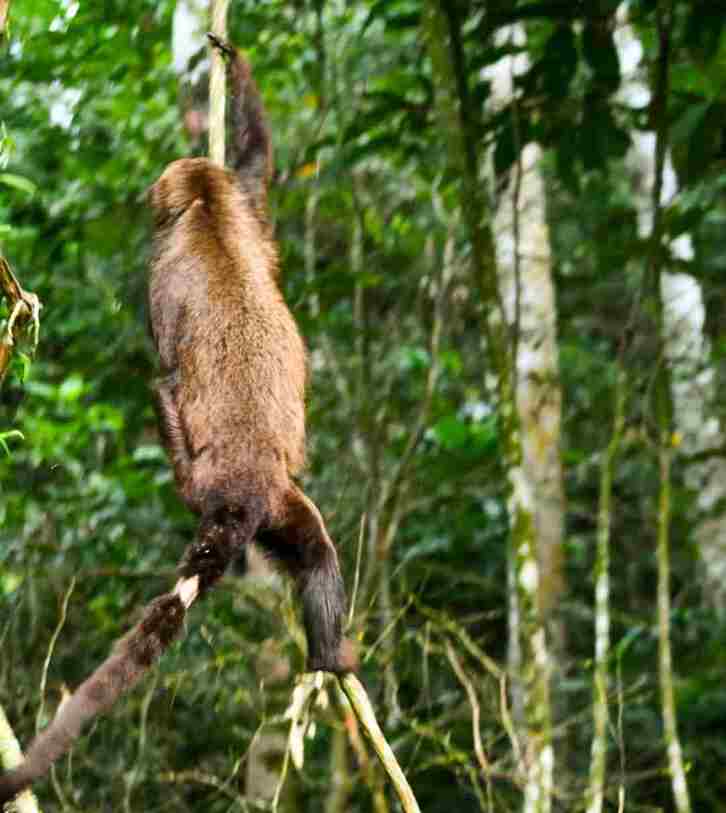 Outra vez na natureza