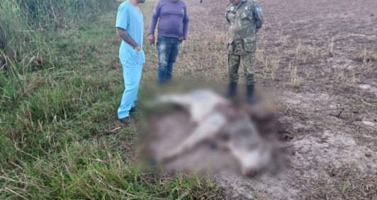 Animal encontrado na zona rural