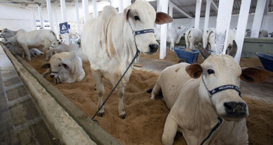 Animais na ExpoAgro
