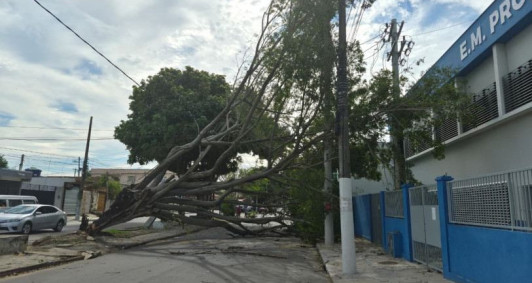 &Aacute;rvore de grande porte cai na altura do Parque Guarus, em Campos