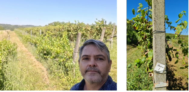 Vinhedos da Vin&iacute;cola Don Carlos