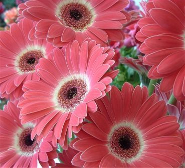 Resultado de imagem para alegria e felicidade