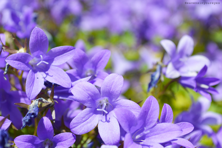 cortando_flores_no_detendras_la_primavera__by_heavensinyoureyes-d7jeziq