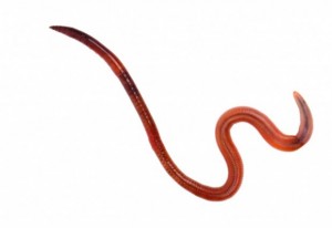 vermes-causadores-de-doencas-620x426